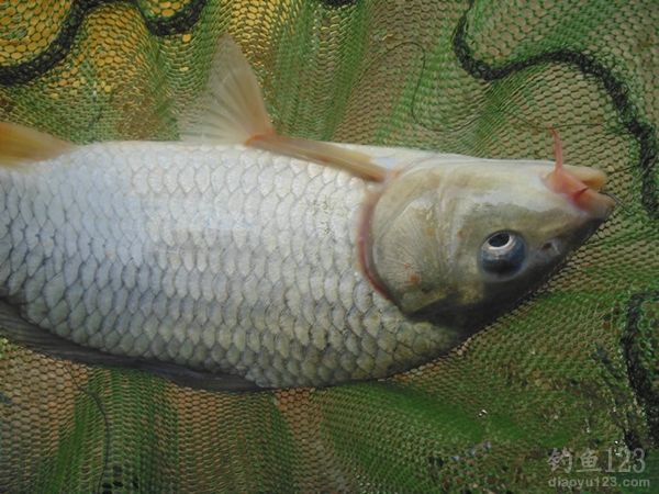 钓鱼从没这么爽大罗非大草鱼轮番上竿鱼获告捷