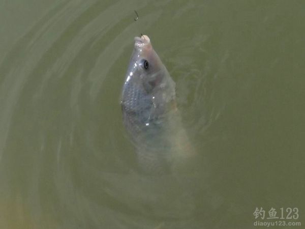 钓鱼从没这么爽大罗非大草鱼轮番上竿鱼获告捷
