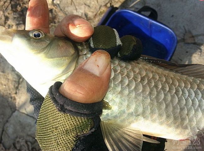冬钓莒南一水库狂拉鲫鱼20余斤