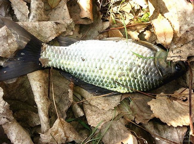 冬钓莒南一水库狂拉鲫鱼20余斤