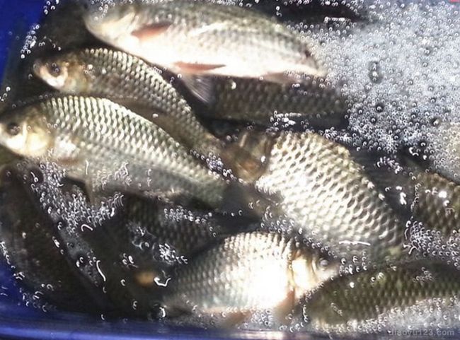 冬钓莒南一水库狂拉鲫鱼20余斤