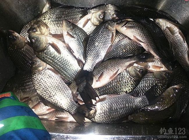 冬钓莒南一水库狂拉鲫鱼20余斤