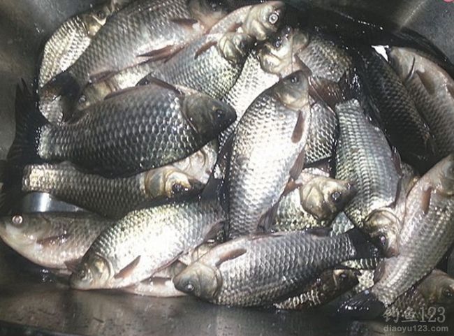 冬钓莒南一水库狂拉鲫鱼20余斤
