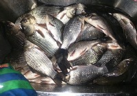 冬钓莒南一水库狂拉鲫鱼20余斤