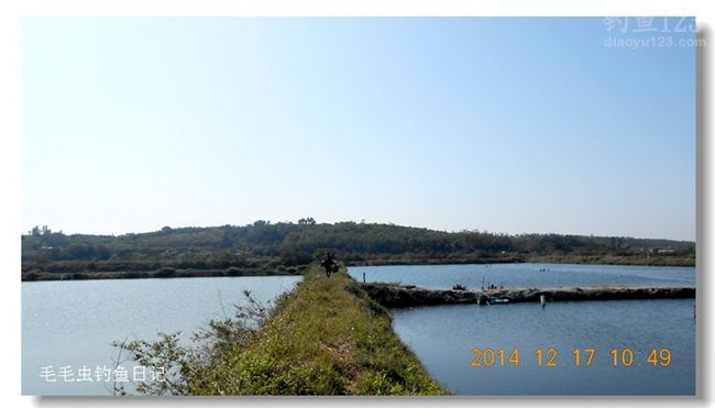 野外垂钓淡水湖罗非纷纷来报到