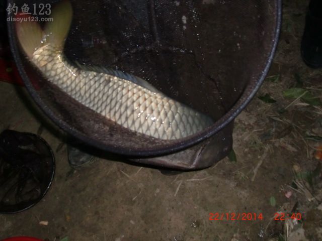 冬至夜钓野河鲫鱼连连上钩喜开颜