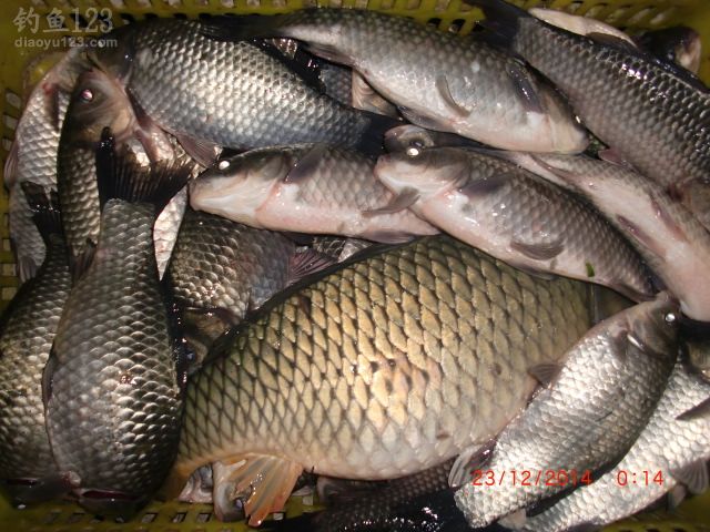 冬至夜钓野河鲫鱼连连上钩喜开颜
