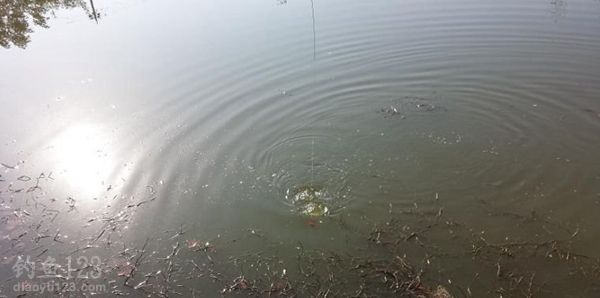野钓鲫鱼