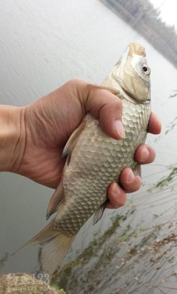 野生大鲫鱼