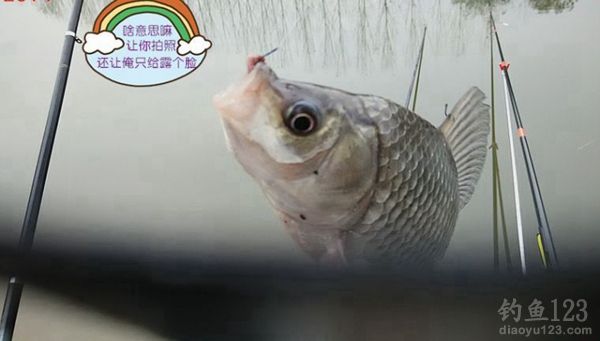 冬季大河钓鱼同窝坚守三天挨冻受饿心也甘
