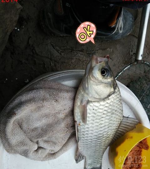 冬季大河钓鱼同窝坚守三天挨冻受饿心也甘