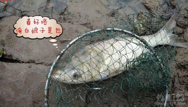 冬季大河钓鱼同窝坚守三天挨冻受饿心也甘