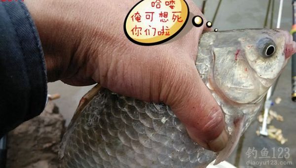 冬季大河钓鱼同窝坚守三天挨冻受饿心也甘
