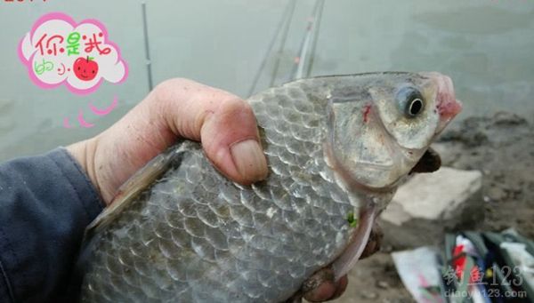 冬季大河钓鱼同窝坚守三天挨冻受饿心也甘