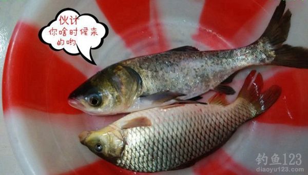 冬季大河钓鱼同窝坚守三天挨冻受饿心也甘