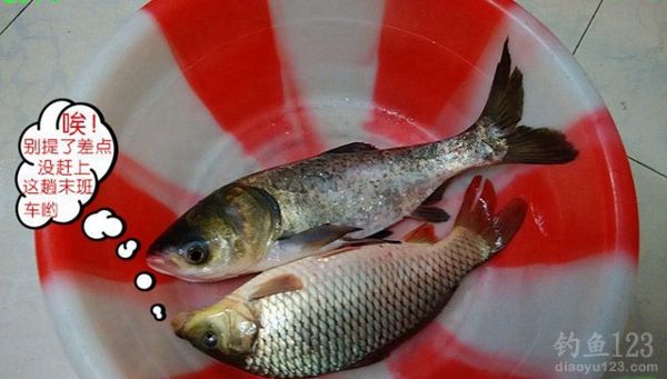 冬季大河钓鱼同窝坚守三天挨冻受饿心也甘