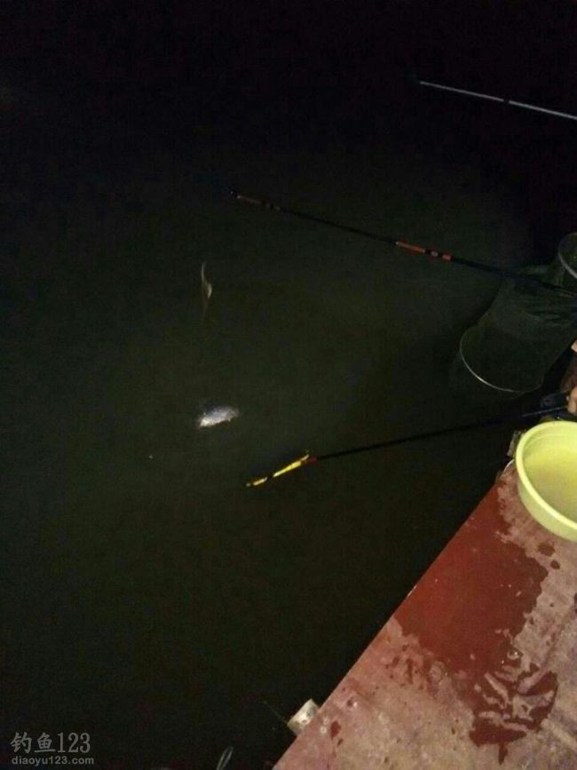 夜钓初战山海王1500斤鲫鱼随便钓
