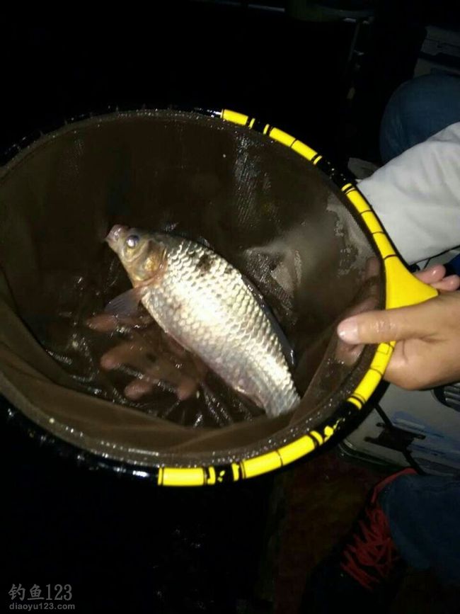 夜钓初战山海王1500斤鲫鱼随便钓