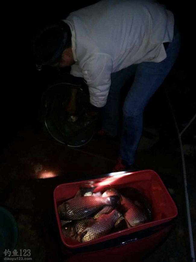 夜钓初战山海王1500斤鲫鱼随便钓