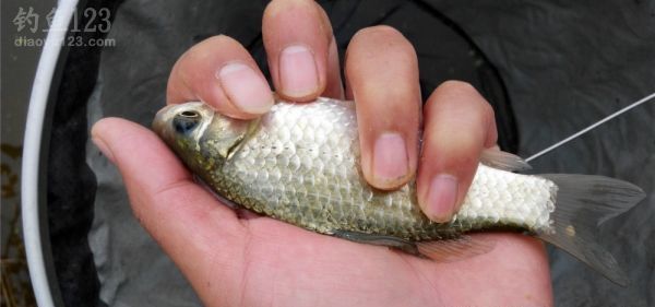 河边野钓风好水好鱼更好鱼货爆满盆