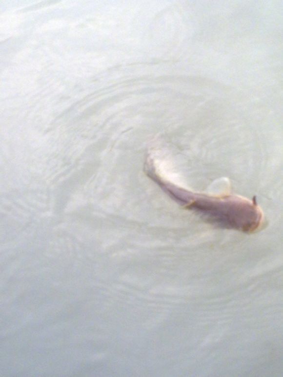 野钓鲶鱼