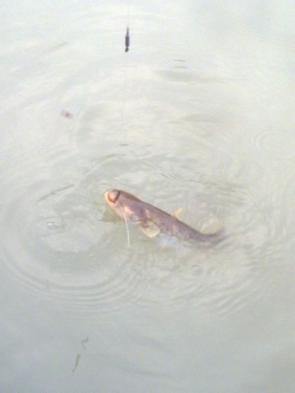 野钓大鲶鱼