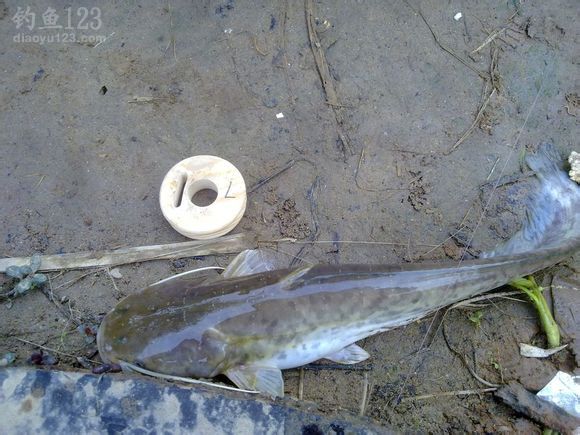 野钓大鲶鱼