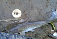 野钓忘带浮漂现场DIY浮漂钓获大鲶鱼