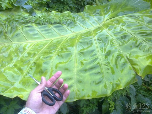 野外钓鱼烤鱼的做法