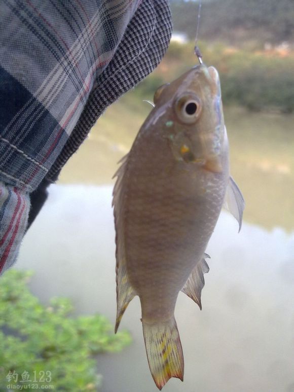 一尾小罗非鱼