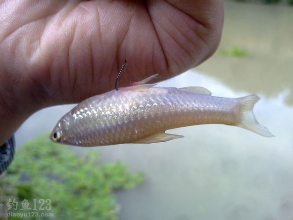 一尾小杂鱼