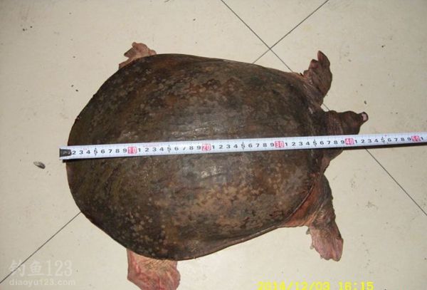 钓甲鱼