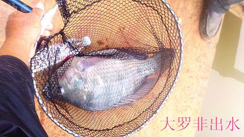 冬季赌塘爽钓巨型罗非鱼