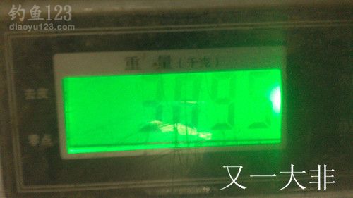 冬季赌塘爽钓巨型罗非鱼