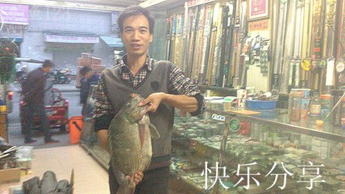 冬季赌塘爽钓巨型罗非鱼