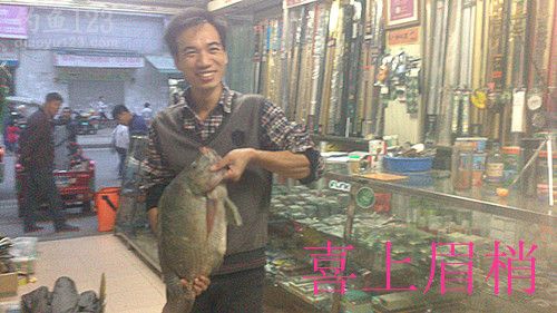 冬季赌塘爽钓巨型罗非鱼