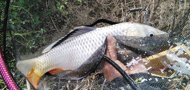 冬季垂钓小水库收获纯野生大板鲫鲤鱼