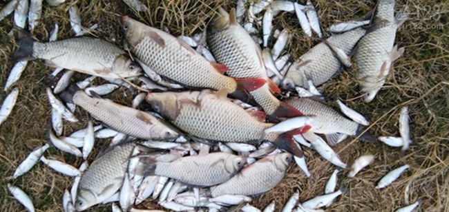 冬季垂钓小水库收获纯野生大板鲫鲤鱼