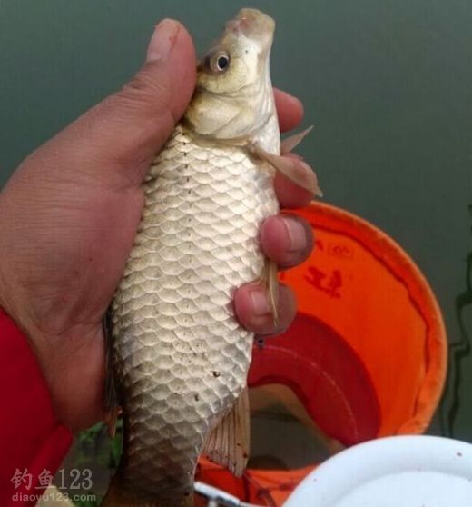 冬季钓沅江河岔狂拉22斤鲫鱼附鱼饵配方 