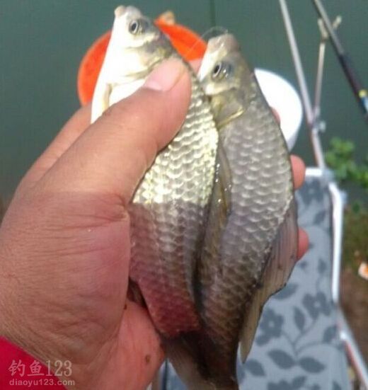 冬季钓沅江河岔狂拉22斤鲫鱼附鱼饵配方 