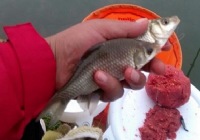 冬季钓沅江河岔狂拉22斤鲫鱼附鱼饵配方