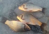 冬季冰钓大板鲫鱼附腥饵配方