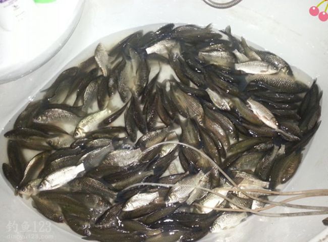 冬季钓鲫鱼