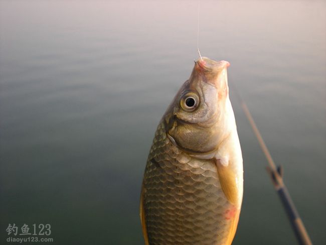 相约冬季人工湖鱼饵试钓鲫鱼