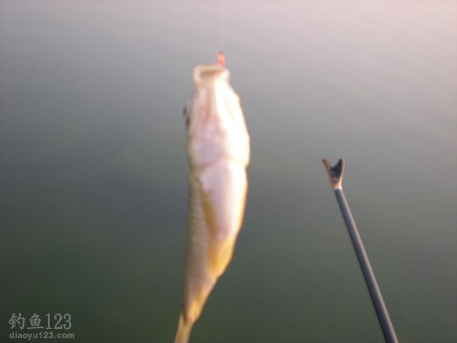 相约冬季人工湖鱼饵试钓鲫鱼