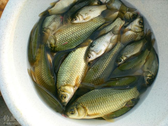 相约冬季人工湖鱼饵试钓鲫鱼