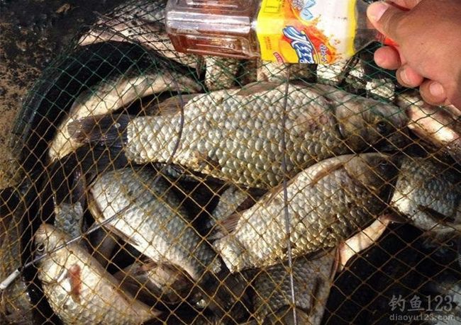 冬季钓野河三小时钓获36斤野生大板鲫鱼