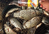 冬季钓野河三小时钓获36斤野生大板鲫鱼