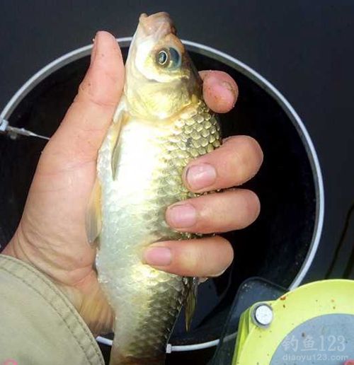 冬季野钓鲫鱼鲤鱼