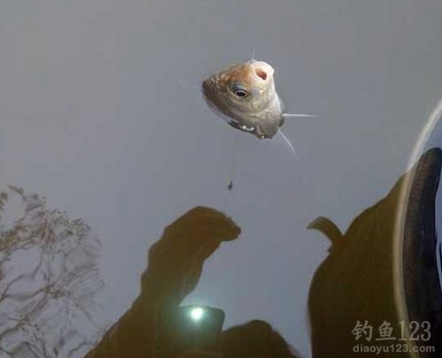 冬季野钓鲫鱼鲤鱼